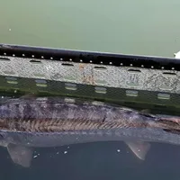 Interzis la pescuit, sturionul sălbatic braconat se vinde la liber în restaurante în Deltă (sursa: Poliția de Frontieră)