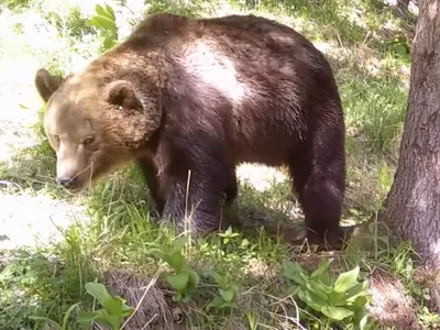 Ursul ucigaș din Bucegi, agresivitate extremă (sursa: Facebook/Parcul Național Retezat National Park)