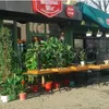Polițiști condamnați în dosarul „Pizza la Rutieră”: primeau mâncare gratis pentru favoruri în trafic