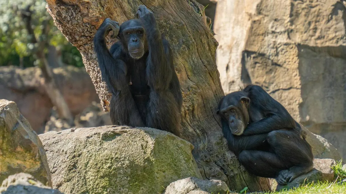 Comportamente homosexuale la primatele non-umane (sursa: Pexels/Emilio Sánchez Hernández)