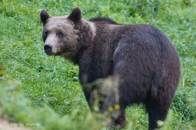 Ce trebuie să faci când te întâlnești cu ursul pe traseele montane - sfaturi de la jandarmii din Maramureș. Culmea ironiei, au fost postate online cu patru zile înainte de atacul mortal din Jepii Mici