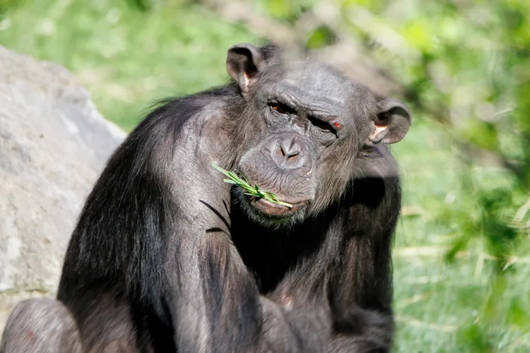Imitația la cimpanzei explică cultura umană (sursa: Pexels/Guerrero De la Luz)