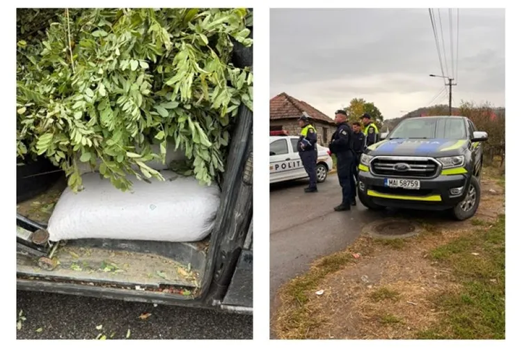 Succes major al poliției Jibou, care pus capăt traficului cu măceșe. Marfa, de 1.700 lei, confiscată