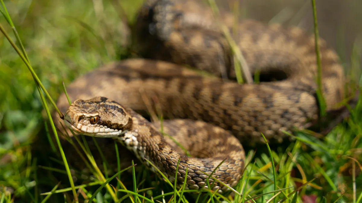 Șerpi contra imigrației ilegale, în India (sursa: Pexels/Catalin Buescu)