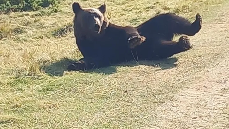 Nimeni nu-l iubește pe ursul Rambo, deși acesta pare că se bucură de pădure Foto: Facebook 