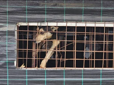 Lagărul câinilor de la Suraia, închis (sursa: Facebook/Kola Kariola)