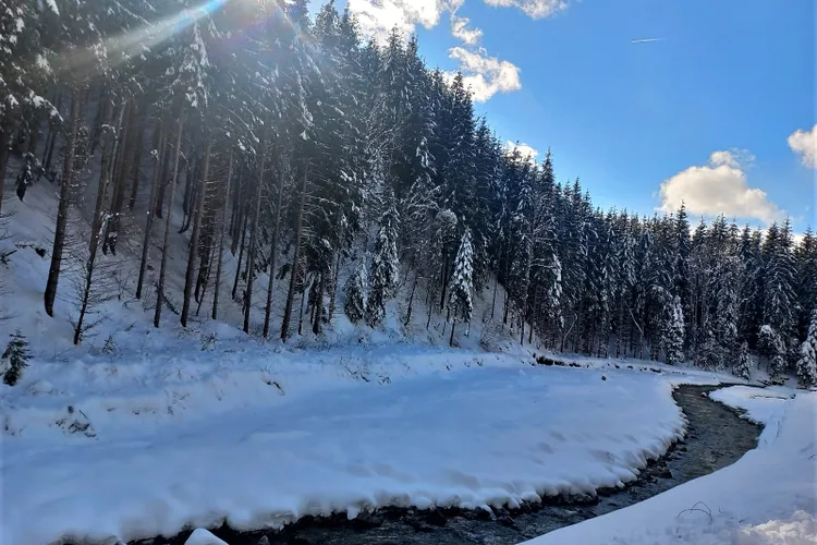 Noul Cod Silvic, bătălia copaci - oameni (sursa: Facebook/Romsilva)