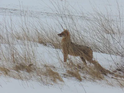 Contract pentru extragerea controlată a şacalilor Foto: Facebook
