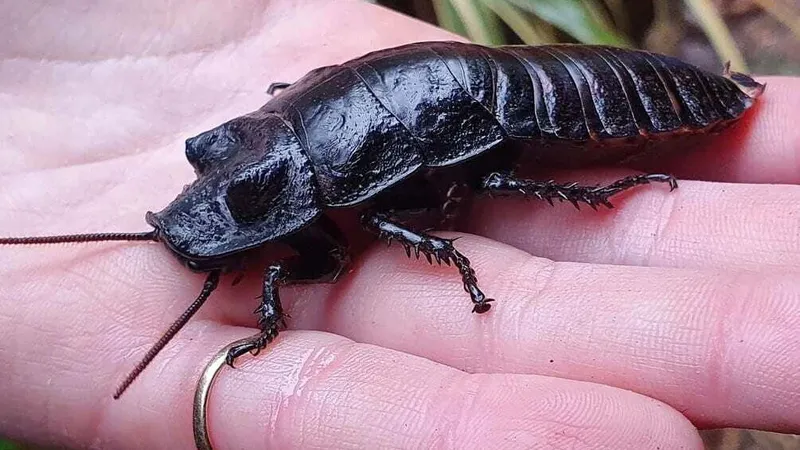 Îndrăgostiţii părăsiţi se pot răzbuna Foto: Hemsley Conservation Centre 