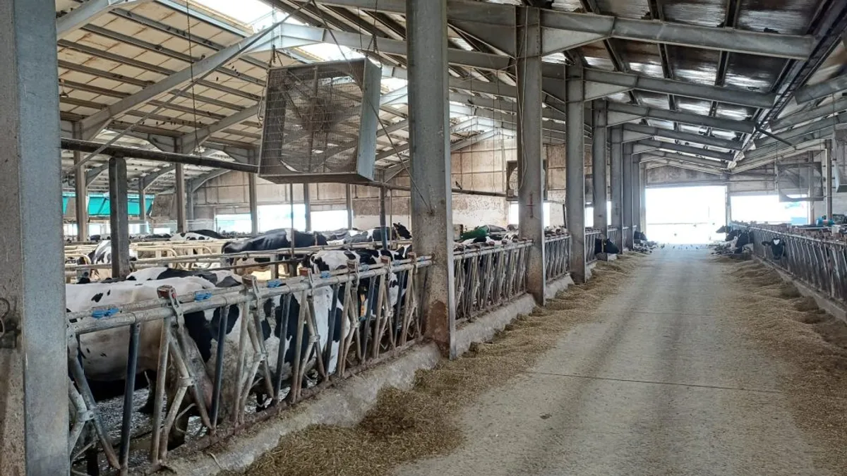 Vacile, condiții anti-caniculă ca la SPA (sursa: ziaruldeiasi.ro)