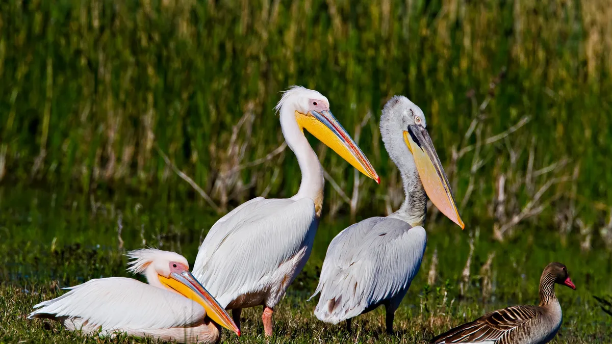 Liniile electrice ucid păsări în Deltă (sursa: Facebook/ARBDD)