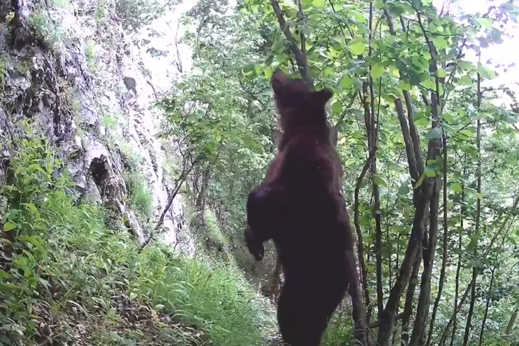 Cum să te scarpini pe spate când ești în pădure Foto: captură video