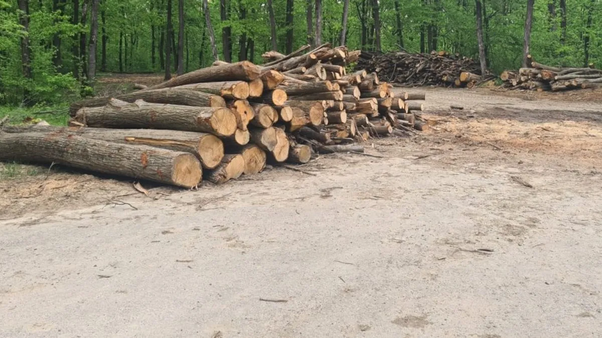 Garda Forestieră nu a sancționat IKEA (sursa: ziaruldeiasi.ro)