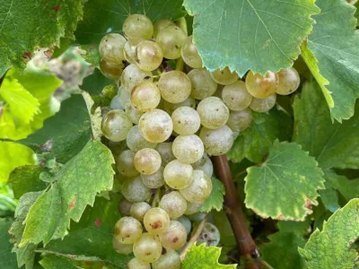 Cules frenetic de struguri în Moldova (sursa: ziaruldeiasi.ro)