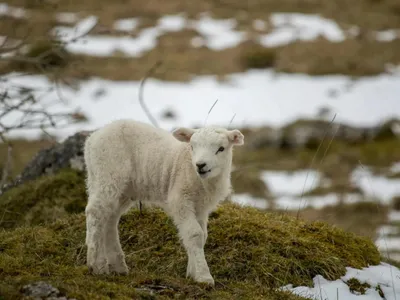 Avertizări ANM, cod galben de viscol (sursa: Pexels/Charlie Cantrill)