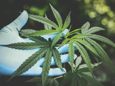 Asociații de canabis, legalizate în Germania (sursa: Pexels/Aphiwat chuangchoem)