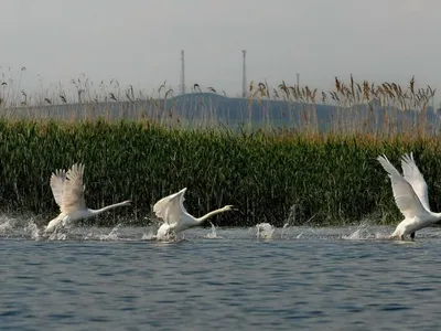 Dunăre dacă n-aveam, Jijia Dunăre făceam (sursa: ziaruldeiasi.ro)