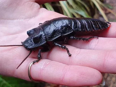 Îndrăgostiţii părăsiţi se pot răzbuna Foto: Hemsley Conservation Centre 
