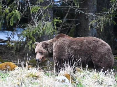 Atacurile urșilor în Prahova în 2024 (sursa: Facebook/Parcul Național Retezat National Park)