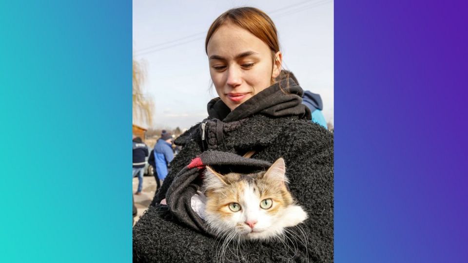 Charter pentru pisici ucrainene la Iași