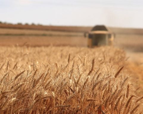 Ucraina este, de asemenea, și un foarte mare producător de cereale. De aceea, un alt efect imediat al războiului a fost creșterea bruscă a prețurilor la grâu și porumb - Foto: Rawpixel
