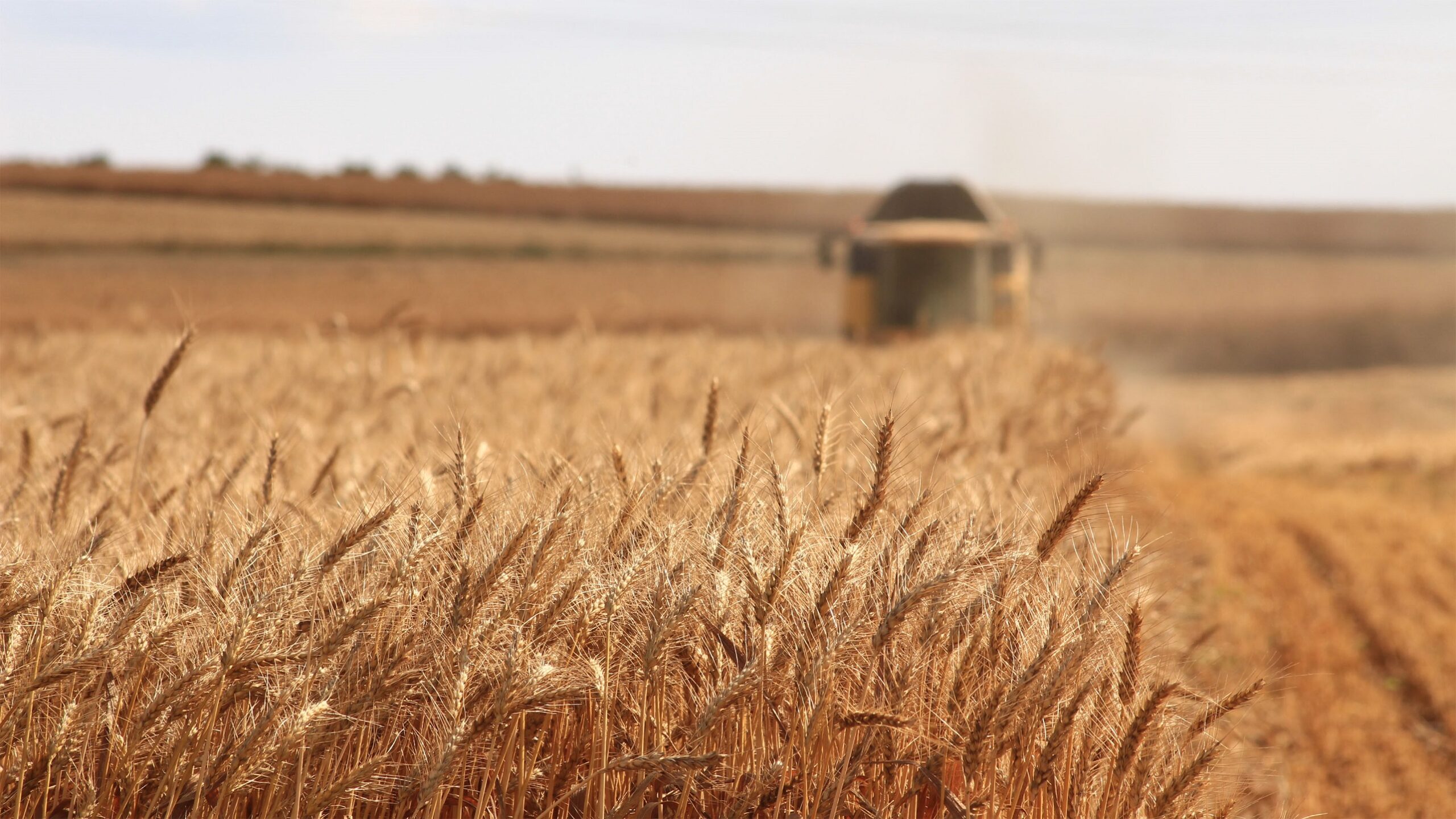 Ucraina este, de asemenea, și un foarte mare producător de cereale. De aceea, un alt efect imediat al războiului a fost creșterea bruscă a prețurilor la grâu și porumb - Foto: Rawpixel