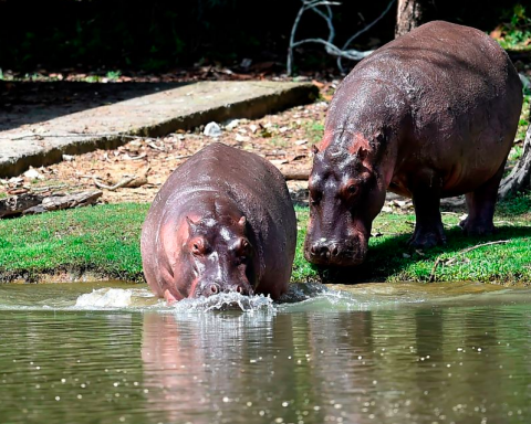 Hipopotamii lui Pablo Escobar, înmulțire necontrolată