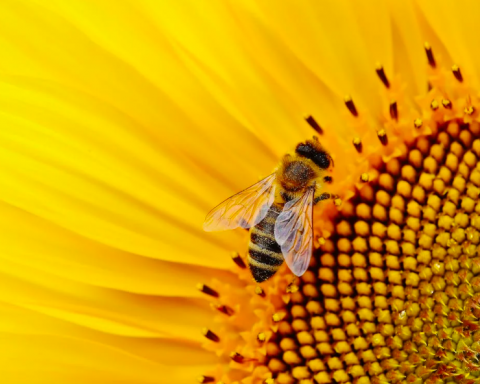 Albinele, în pericol decimate de pesticide