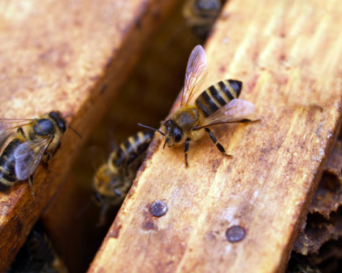 Dezastru în apicultură, pierderi de 20-25%