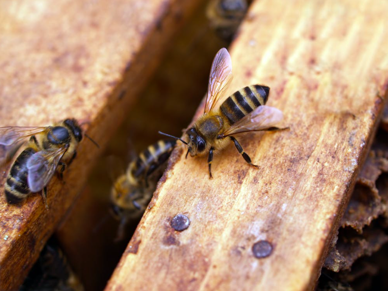 Dezastru în apicultură, pierderi de 20-25%