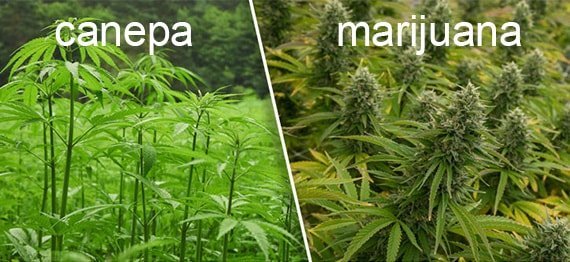 Diferența dintre cannabis și cânepă industrială