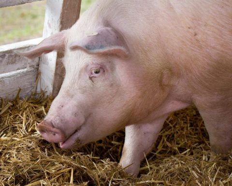România importă masiv carne de porc