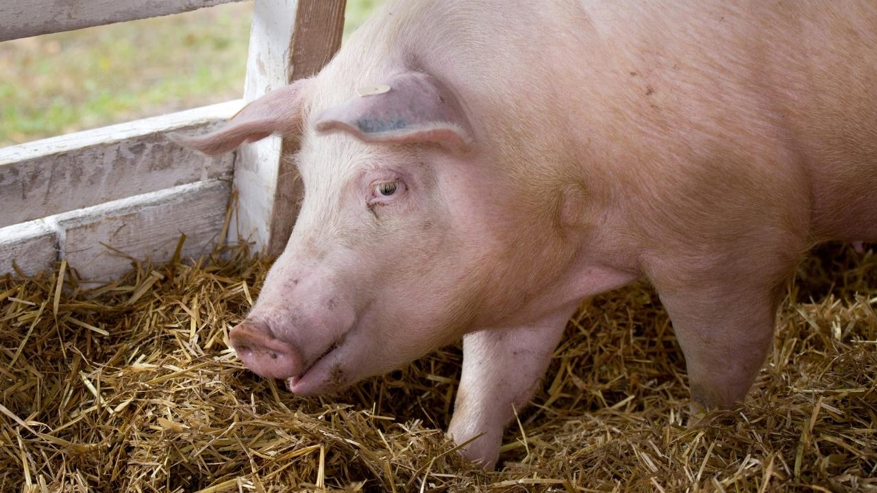 România importă masiv carne de porc