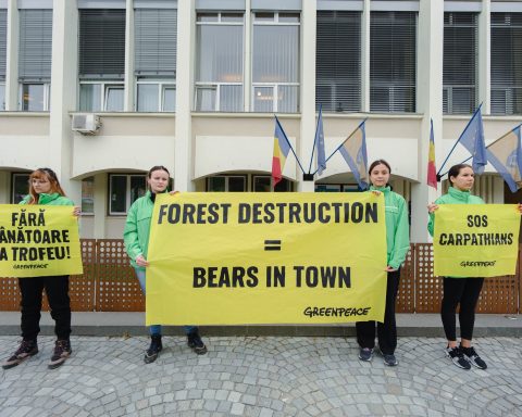 România vrea derogare pentru vânarea urșilor