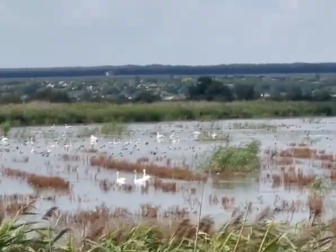 Ministerul Agriculturii distruge suprafețe de deltă