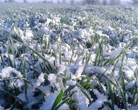 Zăpezile recente, mană cerească pentru agricultură