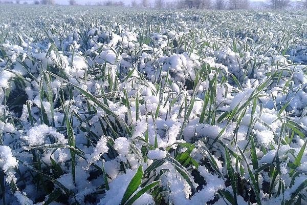 Zăpezile recente, mană cerească pentru agricultură
