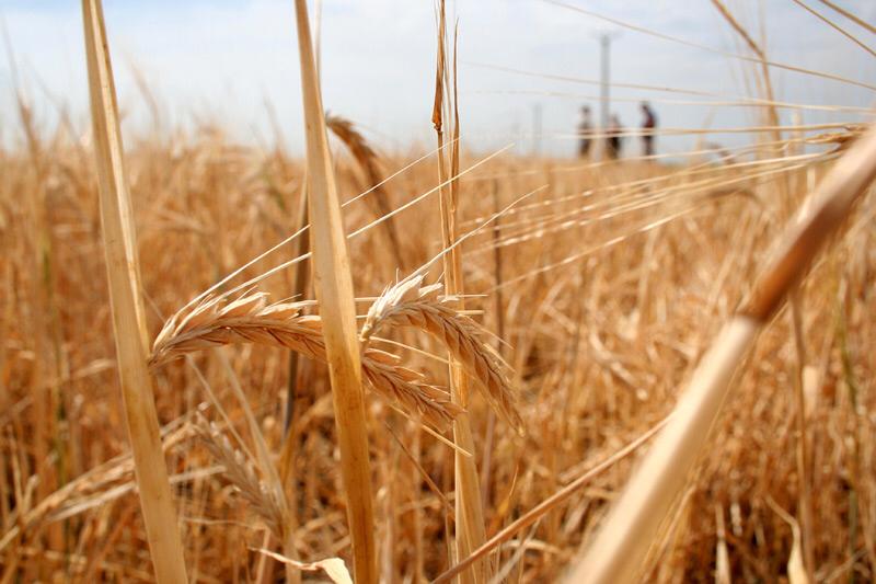 Prețul grâului este în creștere constantă