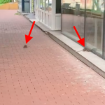 Sectorul 3 - șobolani veseli pe trotuar