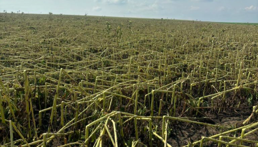 Grindină extremă, sute de hectare secerate