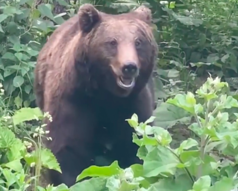 Slovacia, Italia tratează urșii cu pușca