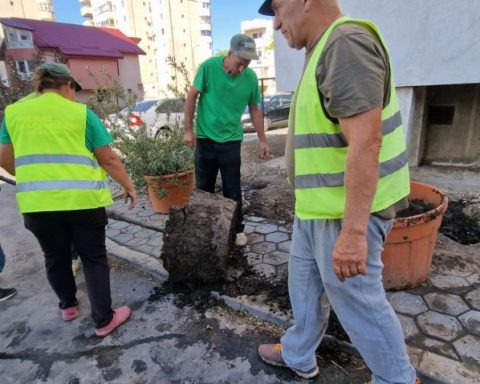 Strănepoții teiului lui Eminescu, poluați mortal